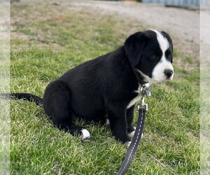 Rottweiler-American Pit Bull Terrier Dogs for adoption in Foristell, MO, USA