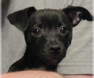 Chug Dogs for adoption in Pottstown, PA, USA