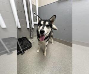 Siberian Husky-Unknown Mix Dogs for adoption in Las Vegas, NV, USA