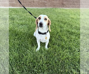 Beagle-Unknown Mix Dogs for adoption in Sandy, UT, USA