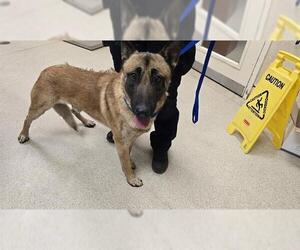 German Shepherd Dog-Unknown Mix Dogs for adoption in Riverside, CA, USA