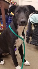 Sheprador Dogs for adoption in Amarillo, TX, USA