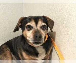 Doxle Dogs for adoption in pomona, CA, USA