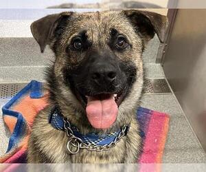 German Shepherd Dog-Unknown Mix Dogs for adoption in Orange, CA, USA