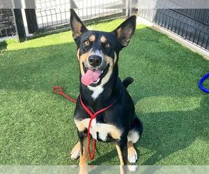 Medium Photo #1 German Shepherd Dog-Unknown Mix Puppy For Sale in Orange, CA, USA