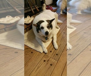 Unknown-white german shepherd Mix Dogs for adoption in O Fallon, MO, USA