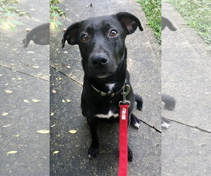 Labrador Retriever-Unknown Mix Dogs for adoption in Melbourne, FL, USA