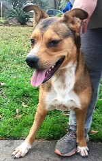 Small Labrador Retriever Mix