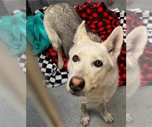 Siberian Husky Dogs for adoption in Orange, CA, USA