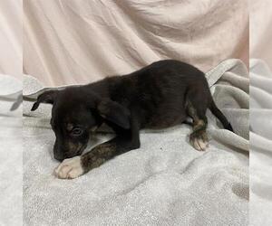 German Shepherd Dog-Unknown Mix Dogs for adoption in Modesto, CA, USA