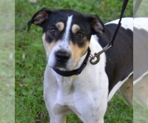 Mutt Dogs for adoption in Enfield, CT, USA
