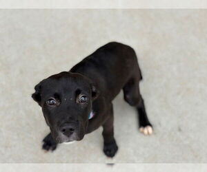 American Pit Bull Terrier-Unknown Mix Dogs for adoption in Tulsa, OK, USA