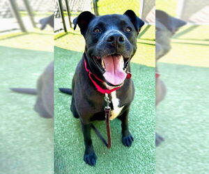 American Pit Bull Terrier-Labrador Retriever Mix Dogs for adoption in Dedham, MA, USA