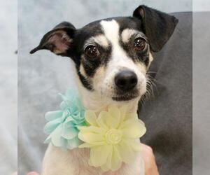 Rat Terrier Dogs for adoption in Garfield Heights, OH, USA