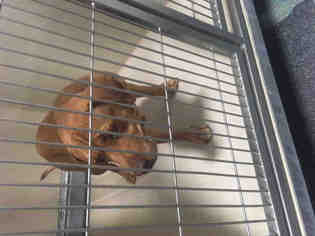 Medium Photo #1 Mastiff Puppy For Sale in Bakersfield, CA, USA