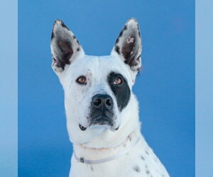 Mutt Dogs for adoption in Pasadena, CA, USA