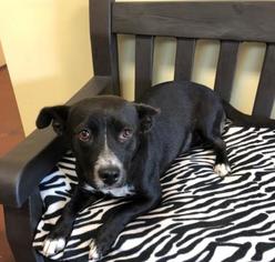 Labrador Retriever-Unknown Mix Dogs for adoption in Winchester, TN, USA