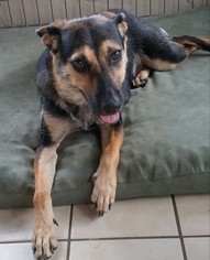 Mutt Dogs for adoption in Palm Harbor, FL, USA