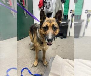 German Shepherd Dog-Unknown Mix Dogs for adoption in Woodland, CA, USA