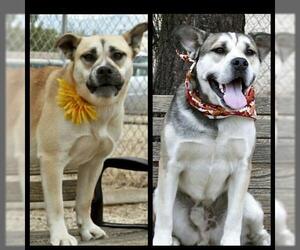 Boxer-Huskies  Mix Dogs for adoption in Canyon Country, CA, USA