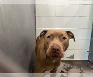 American Pit Bull Terrier-Unknown Mix Dogs for adoption in Tavares, FL, USA