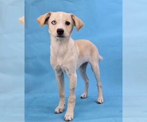 Labsky Dogs for adoption in Lakewood, CO, USA