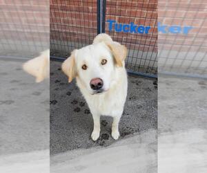 Great Pyrenees Dogs for adoption in Goodyear, AZ, USA