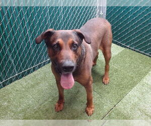 German Shepherd Dog-Unknown Mix Dogs for adoption in Downey, CA, USA