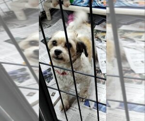 Zuchon Dogs for adoption in Mukwonago, WI, USA