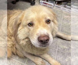 Golden Pyrenees Dogs for adoption in Rustburg, VA, USA