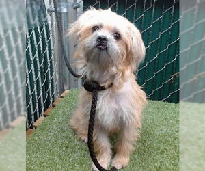 Mutt Dogs for adoption in Downey, CA, USA