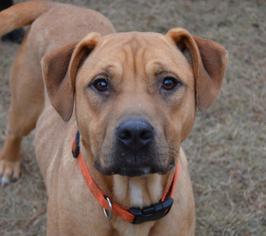 Small Great Dane-Mountain Cur Mix