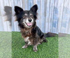 Chihuahua-Unknown Mix Dogs for adoption in Corona, CA, USA