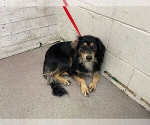 Maltese-Unknown Mix Dogs for adoption in San Bernardino, CA, USA