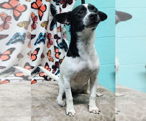 Rat Terrier-Unknown Mix Dogs for adoption in Wetumpka, AL, USA