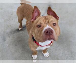 Mutt Dogs for adoption in Martinez, CA, USA