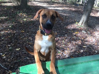 Boxer-Unknown Mix Dogs for adoption in Cary, NC, USA