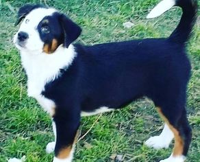 Medium Photo #1 Border-Aussie Puppy For Sale in Von Ormy, TX, USA