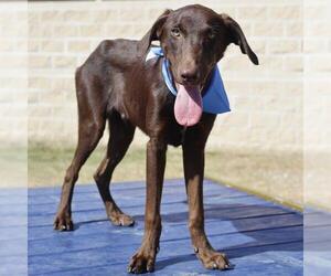Doberman Pinscher-Unknown Mix Dogs for adoption in San Antonio, TX, USA
