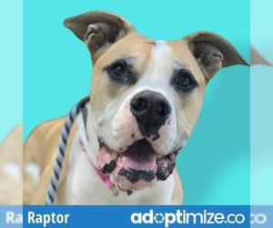 American Bulldog Dogs for adoption in Riverwoods, IL, USA