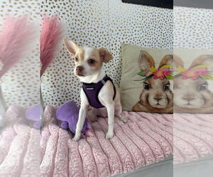 Chihuahua-Unknown Mix Dogs for adoption in FRAMINGHAM, MA, USA