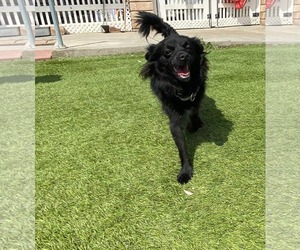 Chiranian Dogs for adoption in La Verne, CA, USA