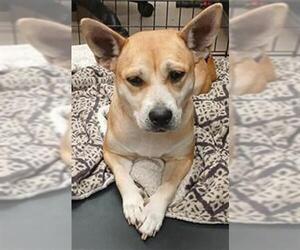 Shiba Inu-Unknown Mix Dogs for adoption in Fort Lauderdale, FL, USA