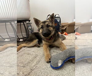 German Shepherd Dog Dogs for adoption in La Grange , NC, USA
