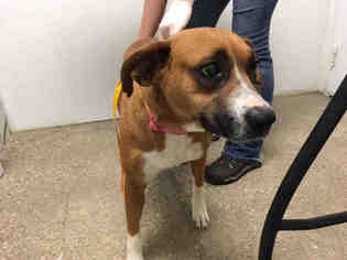 Boxer Dogs for adoption in Lawrence, KS, USA