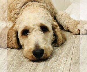 Goldendoodle Dogs for adoption in Fargo, ND, USA