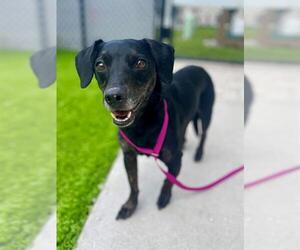 Dachshund-Unknown Mix Dogs for adoption in Naples, FL, USA