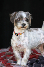 Shih Tzu-Unknown Mix Dogs for adoption in San Pedro, CA, USA
