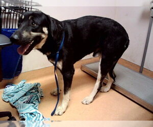 Anatolian Shepherd-Unknown Mix Dogs for adoption in Martinez, CA, USA