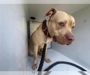 American Pit Bull Terrier Dogs for adoption in Houston, TX, USA